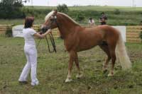 �ampion h�ebc� Ajax. Pro zv�t�en� klikn�te