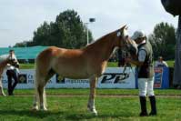 Angelique. Pro zv�t�en� klikn�te