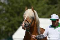 Nibelung. Pro zv�t�en� klikn�te