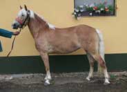 Christrose. Pro zv�t�en� klikn�te