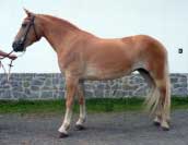 Tigris. Pro zv�t�en� klikn�te