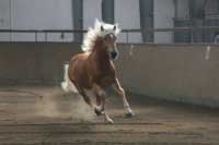 Adam. Pro zv�t�en� klikn�te