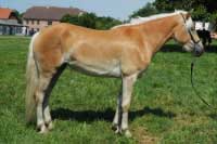 Hiroshea. Pro zv�t�en� klikn�te