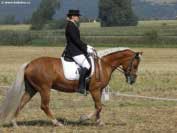 Drezurn� ��sti sedlov� sout�e v�vodila bezkonkuren�n� Pavla Daumann s klisnou Holy Stripe. Pro zv�t�en� klikn�te