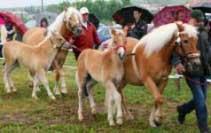 Nejlep�� mezi h��baty byl h�ebe�ek z matky Astra, v pozad� Natali se sv�m leto�n�m potomkem. Pro zv�t�en� klikn�te