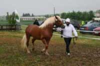 Na z�v�r byl p�edveden nelicentovan� h�ebec Stanley. Pro zv�t�en� klikn�te