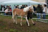 U�lechtil� ro�n� Maraja se stala �ampionkou mlad�ch kon�. Pro zv�t�en� klikn�te