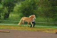 Dvoulet� valach Artu� s Martinou Da�kovou. Pro zv�t�en� klikn�te