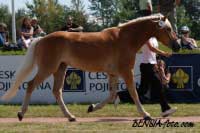 Arezza. Pro zv�t�en� klikn�te