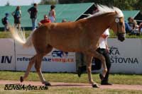 Sunflower. Pro zv�t�en� klikn�te