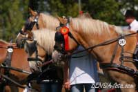 Dekorov�n� parkuru sp�e�en�. Pro zv�t�en� klikn�te