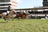 Dostih mal�ch kon� - foto J. a �. B�lohlavovi. Pro zv�t�en� klikn�te