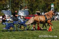 Pavel Drbohlav - Bohdan a Saf�r. Pro zv�t�en� klikn�te