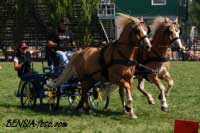 Pavel Drbohlav - Bohdan a Saf�r. Pro zv�t�en� klikn�te