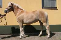 Pepsi Cola. Pro zv�t�en� klikn�te