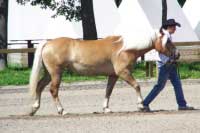 Ginger. Pro zv�t�en� klikn�te