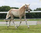 Daisy � v�t�zka t��dy h��bat do p�l roku pod matkou. Pro zv�t�en� klikn�te