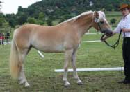 Hellenica � 2. m�sto dvoulet�ch. Pro zv�t�en� klikn�te