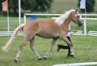 Emmeli � 2. m�sto - Klisny 3 � 6 let bez h��bat. Pro zv�t�en� klikn�te