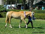 Nejlep�� mlad� klisna Mackenzie. Pro zv�t�en� klikn�te