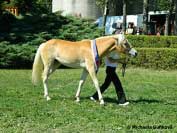 Vice�ampionka v�stavy, ro�n� Daisy. Pro zv�t�en� klikn�te