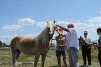 Klisna Samia dekorovan� starostou Kucha�ovic. Pro zv�t�en� klikn�te