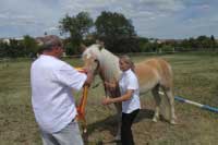 �ampionka mlad�ch, klisna Cuba. Pro zv�t�en� klikn�te