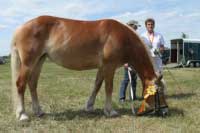 Nejlep�� mezi star��mi klisnami, Ganz. Pro zv�t�en� klikn�te