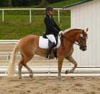 Drezura v pod�n� Martiny Studni�kov� s Emmeli. Pro zv�t�en� klikn�te