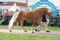 Plemen�k Andiamo. Pro zv�t�en� klikn�te