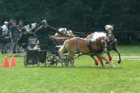 Brat�i �ivn��kov� se Zoranem a Zaf�rem. Pro zv�t�en� klikn�te