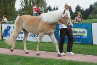 Klisna Hellenica se um�stila jako sedm�. Pro zv�t�en� klikn�te