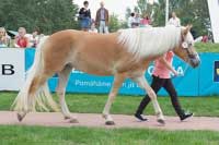 T�et� nejlep�� klisna �esk�ho chovu, Aschely. Pro zv�t�en� klikn�te