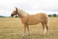 Caisy. Pro zv�t�en� klikn�te