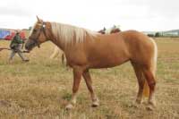 Kely. Pro zv�t�en� klikn�te