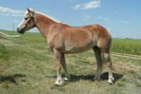 Klisna Alis p�edvedla vynikaj�c� mechaniku pohybu. Pro zv�t�en� klikn�te