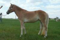 Aschely - jedna z nejl�pe hodnocen�ch klisen na svodu. Pro zv�t�en� klikn�te