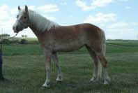 Klisna Ginevra. Pro zv�t�en� klikn�te