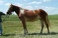 Klisna Greta. Pro zv�t�en� klikn�te