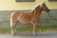 Guba. Pro zv�t�en� klikn�te