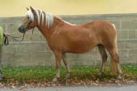 W-Cascade. Pro zv�t�en� klikn�te