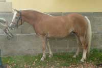 Poletka. Pro zv�t�en� klikn�te