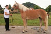 Ameline. Pro zv�t�en� klikn�te