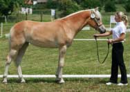 Daisy. Pro zv�t�en� klikn�te