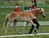 Flinky. Pro zv�t�en� klikn�te