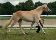 Fortuna. Pro zv�t�en� klikn�te