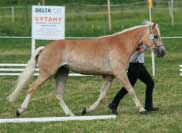 Sunflower. Pro zv�t�en� klikn�te