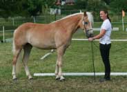 Sunflower. Pro zv�t�en� klikn�te