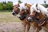 Trojsp�e�� pana Dr�pely. Pro zv�t�en� klikn�te