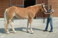 Maraja. Pro zv�t�en� klikn�te